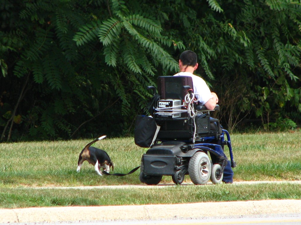 10 Amazing Canine Companions That Shine as Service&nbsp;Dogs