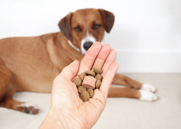 Helping Your Dog Stay Worm-Free: A Clear Guide to&nbsp;Deworming